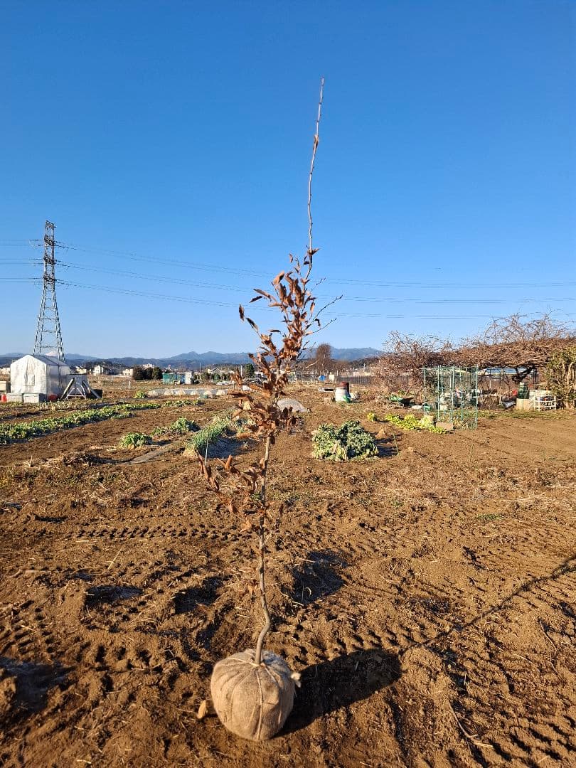 ヤマコウバシ　雑木　山彩　－－アオダモ、アオハダ、カエデ、モミジーー