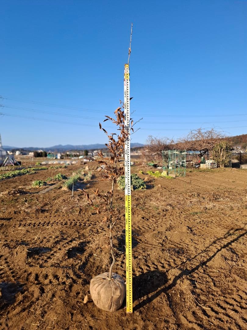 ヤマコウバシ　雑木　山彩　－－アオダモ、アオハダ、カエデ、モミジーー