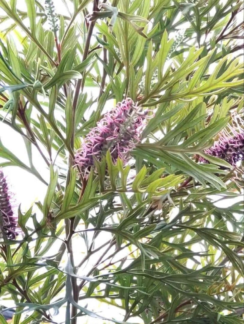 希少！つぼみ付き大株✩グレビレア ドーンパープル☆オージープランツ☆常緑