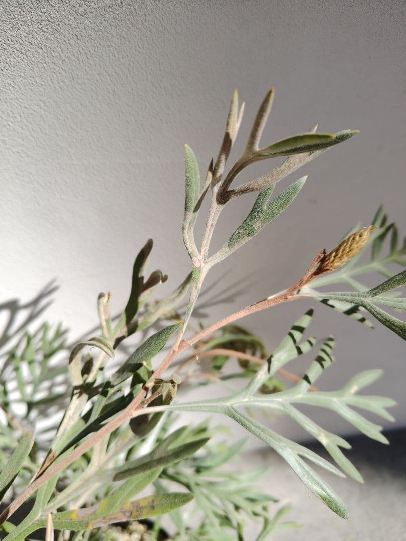 希少！つぼみ付き大株✩グレビレア ドーンパープル☆オージープランツ☆常緑