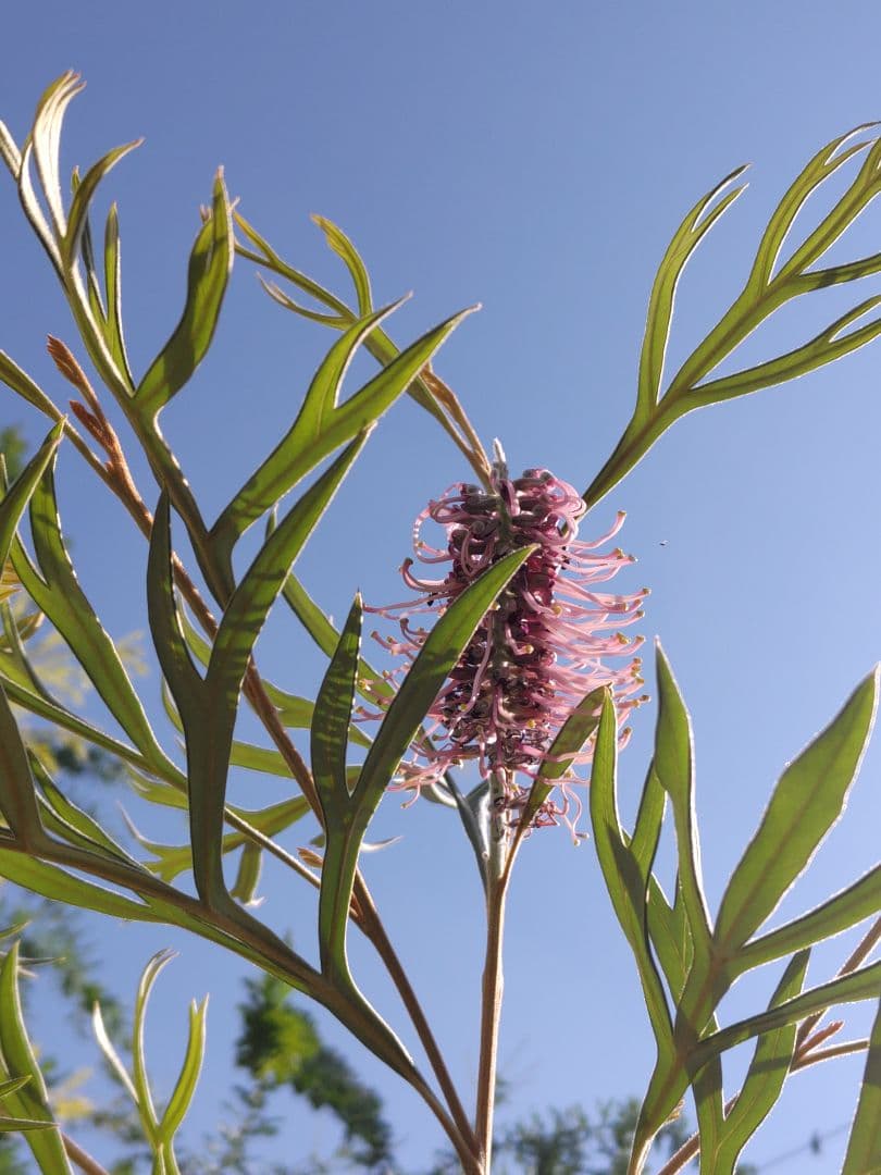 希少！つぼみ付き大株✩グレビレア ドーンパープル☆オージープランツ☆常緑