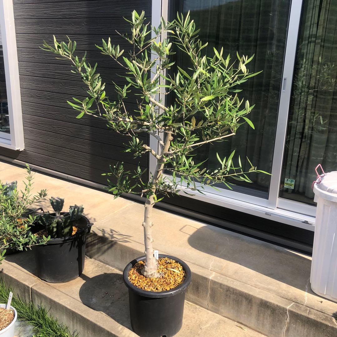 【引き取り限定】オリーブの木　コラチナ　幹太　希少　シンボルツリー