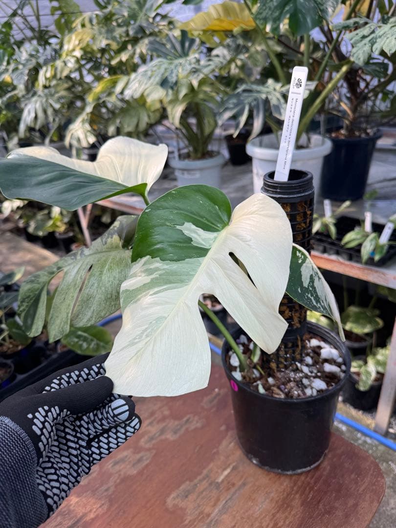 1モンステラ　ボルギシアナ　ミント　健康株　美斑入り