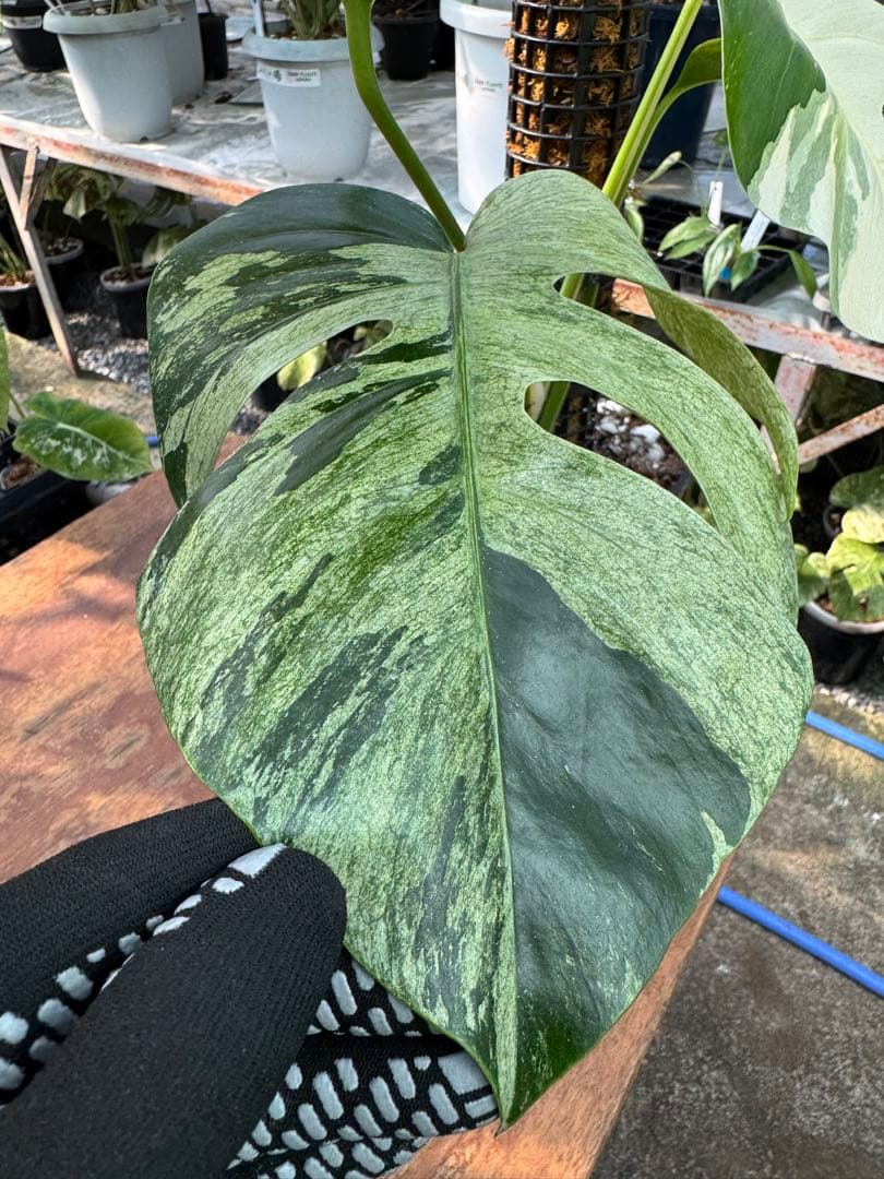 1モンステラ　ボルギシアナ　ミント　健康株　美斑入り