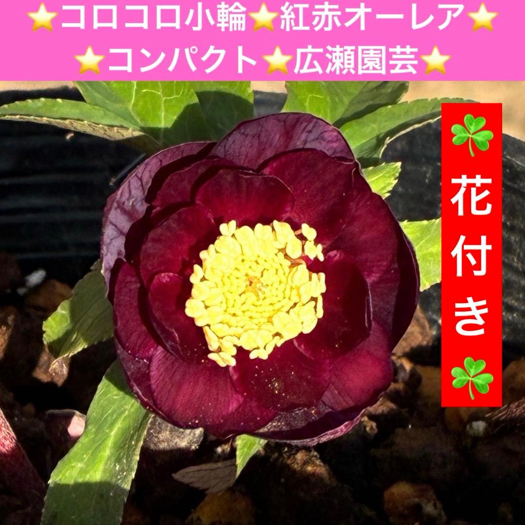 う*ん様 3427☘️花付き☘️⭐️コロコロ小輪⭐️紅赤オーレア⭐️コンパクト⭐
