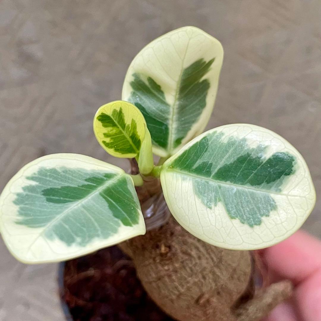 タ*カ様 【安心の発根済株/接木/鉢込】斑入り パンダガジュマル