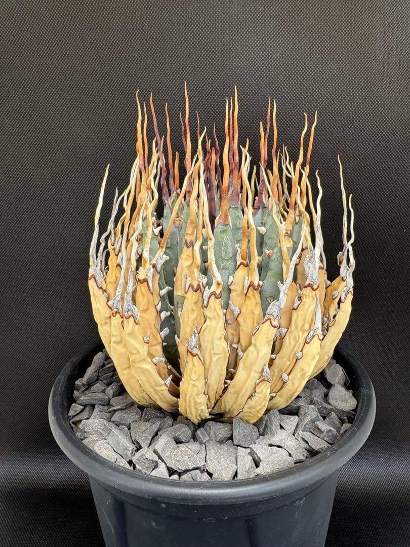 アガベユタエンシスエボリスピナ陽炎