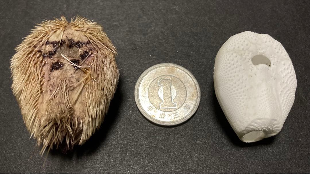 ネズミブンブク　棘付き&棘無し　ブンブク　ウニ殻