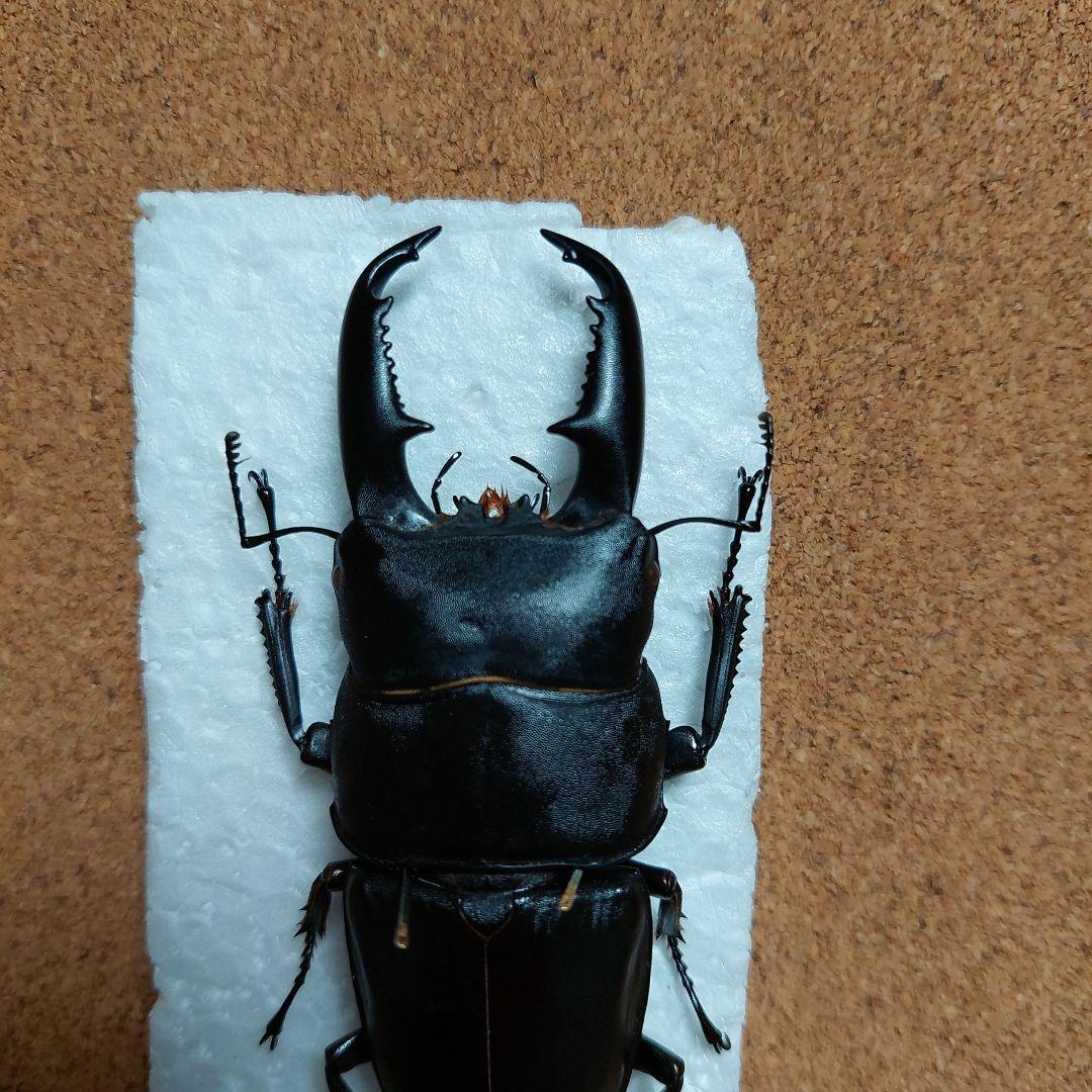 激レア　タウィタウィオオヒラタ　標本　89ミリ　CB