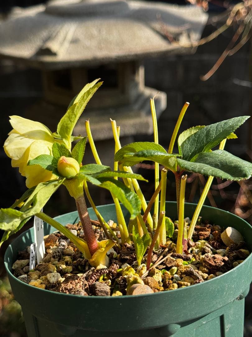 クリスマスローズ 加藤農園 かぐや姫×かぐや姫