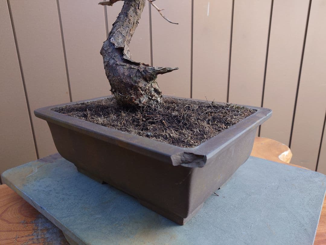 盆栽　五葉松　樹高58cm