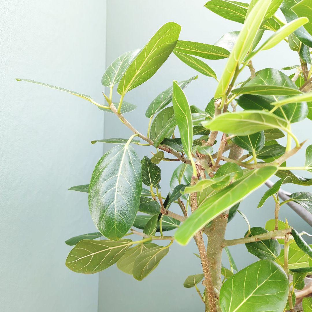 2月限定価格!!ベンガレンシス (現品) 白 陶器 ８号 オシャレインテリア