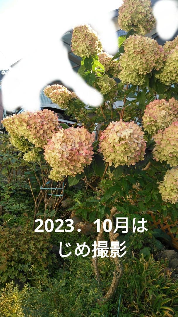 2025.9.追加ありピラミッドあじさい内容説明ご予約ページ（読む所から）