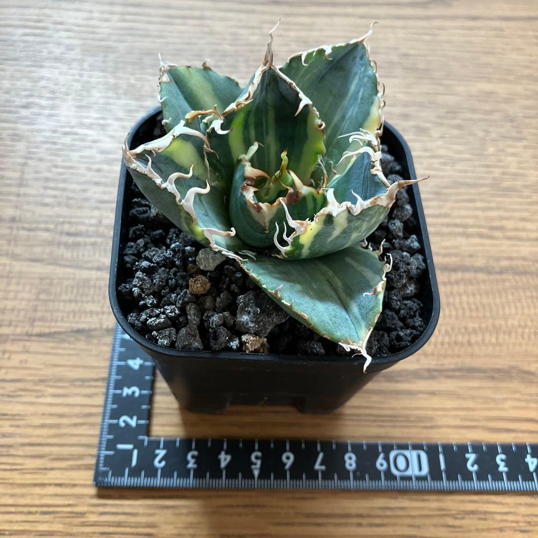 れ*★様 【初売りオークション】118 特大　アガベ　チタノタ　白鯨錦　縞斑　T