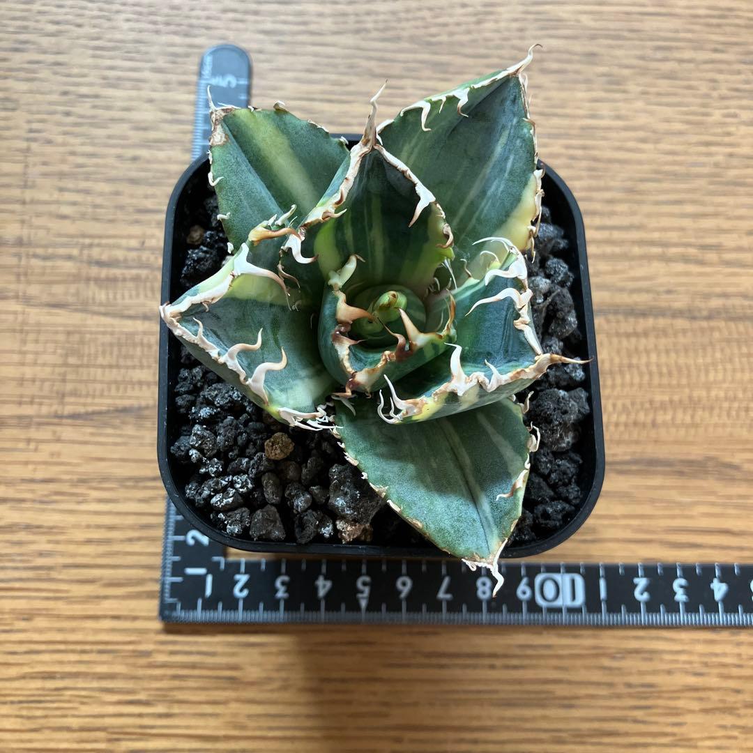 れ*★様 【初売りオークション】118 特大　アガベ　チタノタ　白鯨錦　縞斑　T