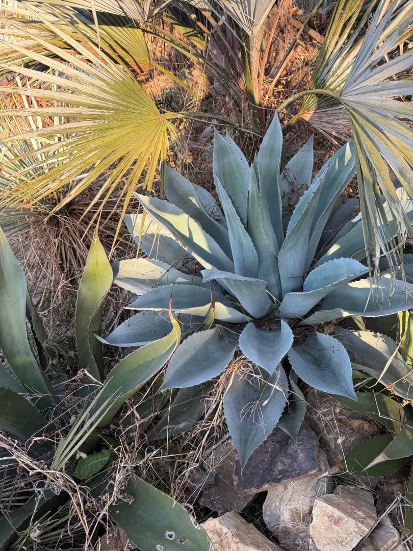 アガベ オバティフォリア