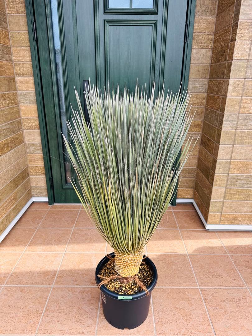 ユッカ　エラータ　極上株【大株】【A】【ベアルート】