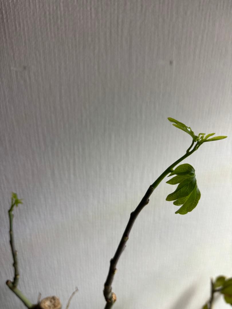 アデニアグラウカ ダブルヘッド