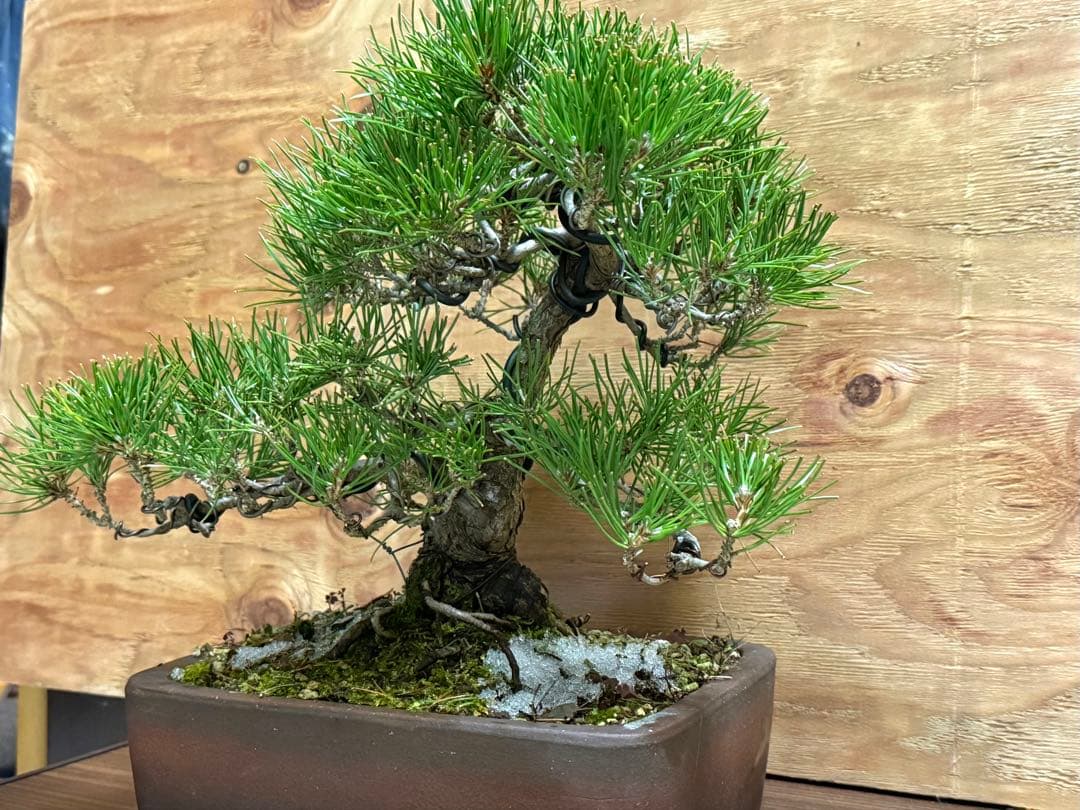 ⭕️特価⭕️【盆栽】黒松 模様木