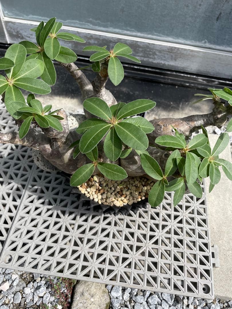 多頭株 塊根植物 パキポディウム マカイエンセ