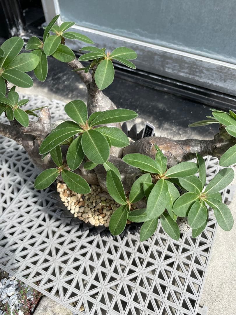 多頭株 塊根植物 パキポディウム マカイエンセ