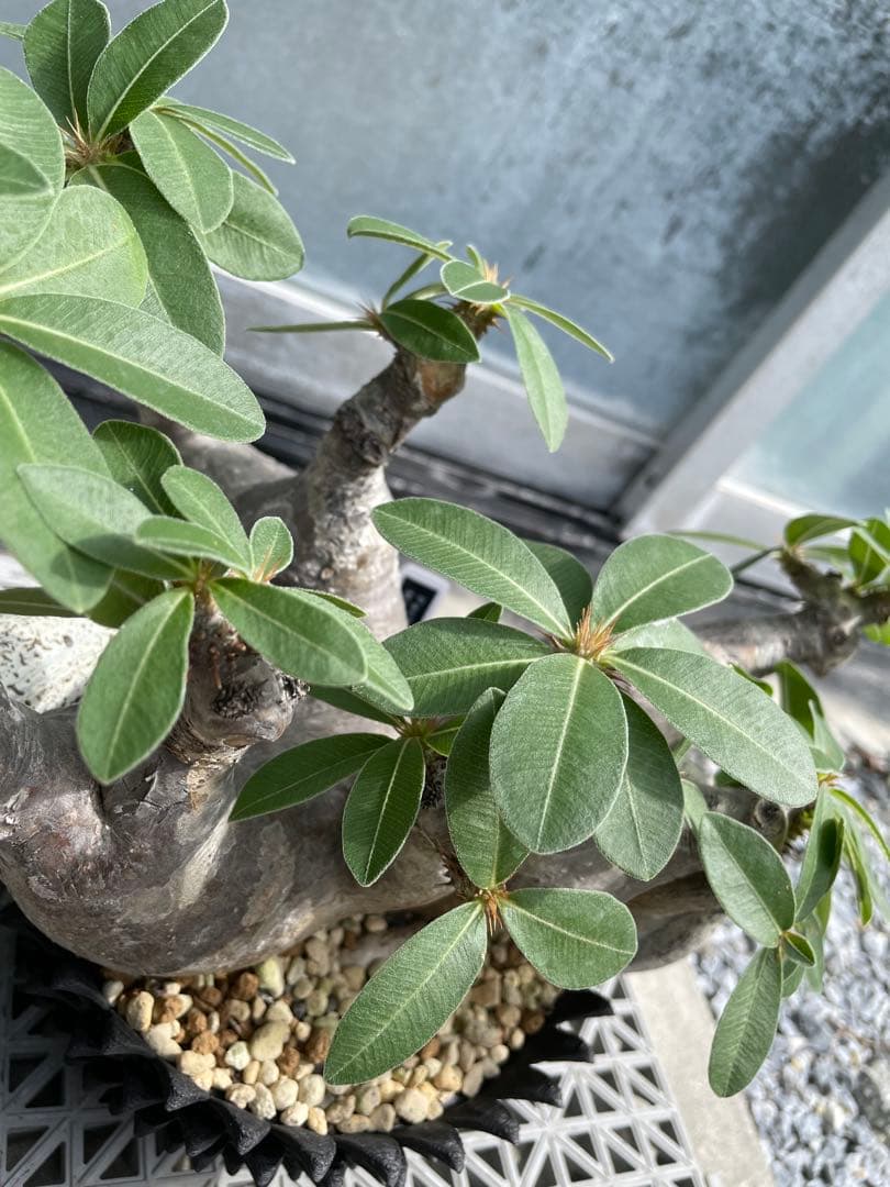 多頭株 塊根植物 パキポディウム マカイエンセ