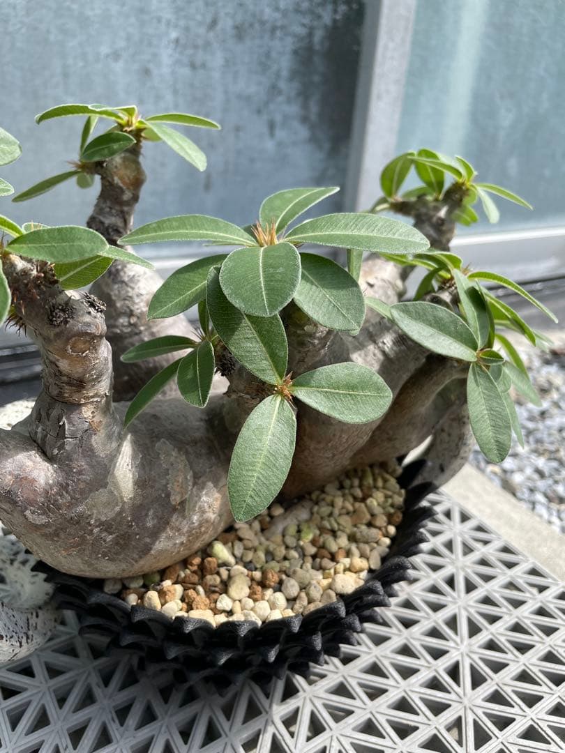 多頭株 塊根植物 パキポディウム マカイエンセ