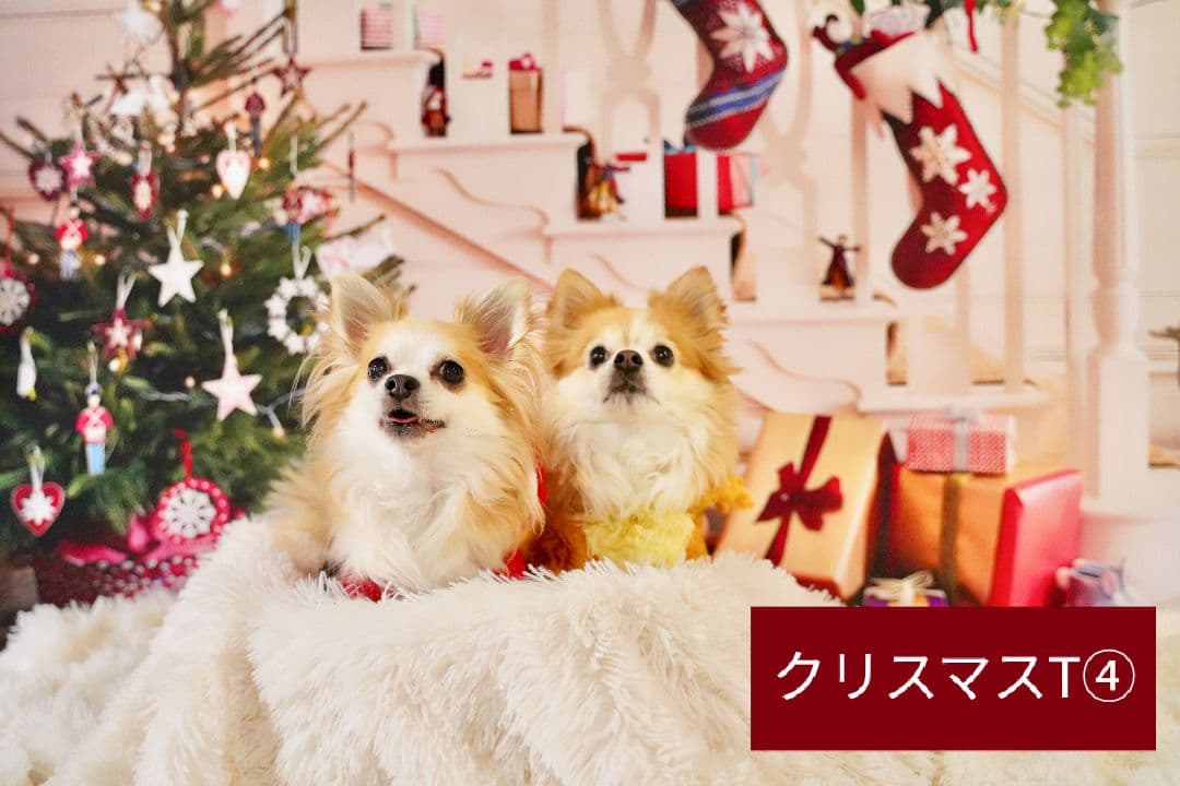 背景布　【　ハートG　】　サンプル　バレンタイン、ニューボーンなど♪