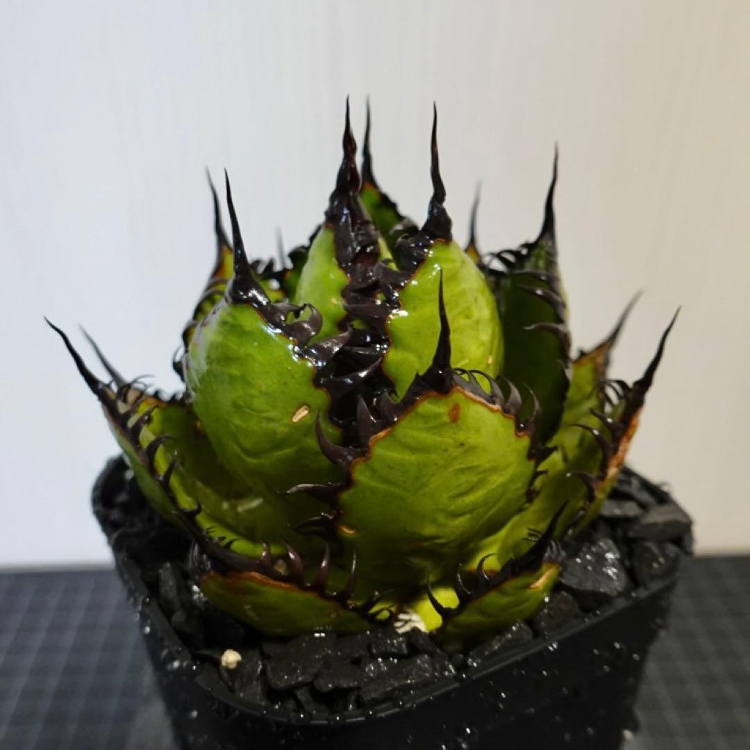 2137 【鉢のまま発送】 アガベ ホリダ