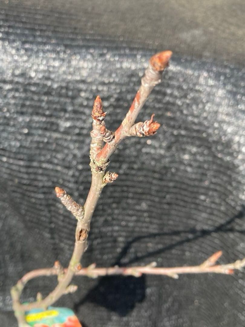 ①*:ஐ 1本で実がなる*:ஐ接木・さくらんぼ・苗木【桜桃・紅きらり】4号