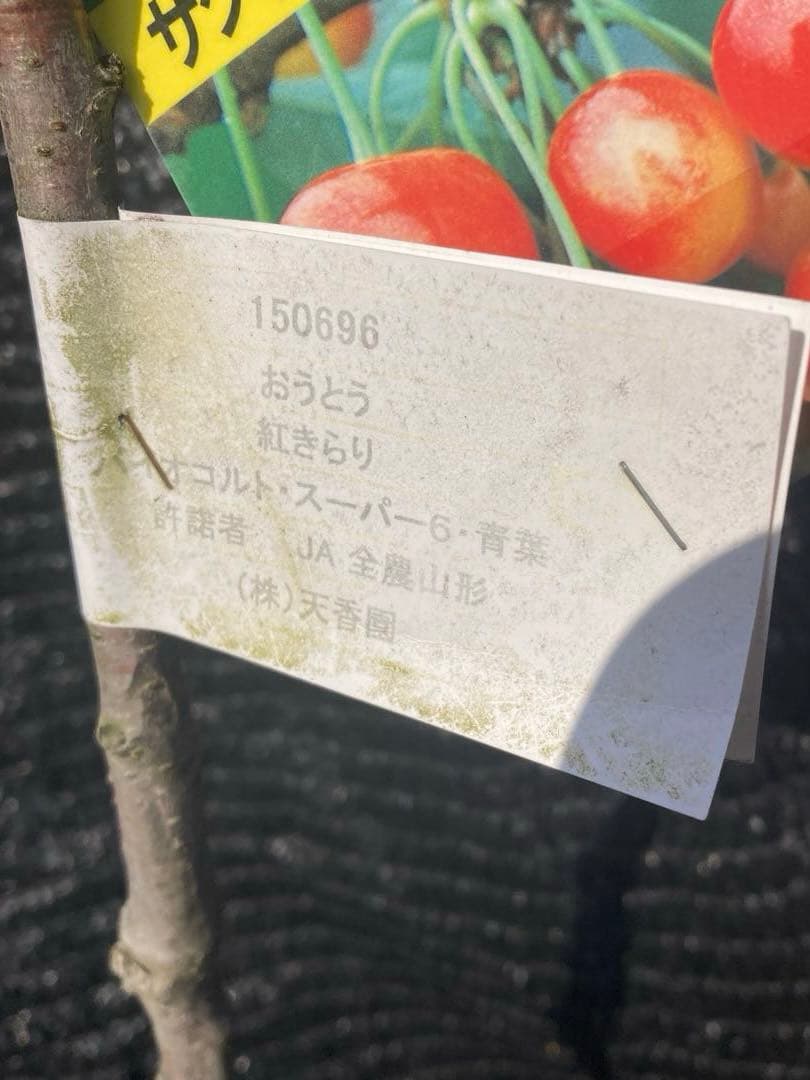①*:ஐ 1本で実がなる*:ஐ接木・さくらんぼ・苗木【桜桃・紅きらり】4号