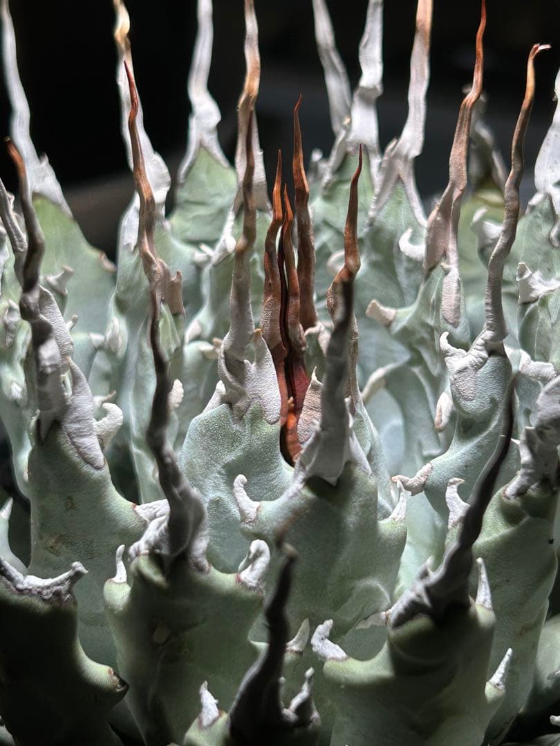 まかいきしアガベutahensis eborispina陽炎 白刺