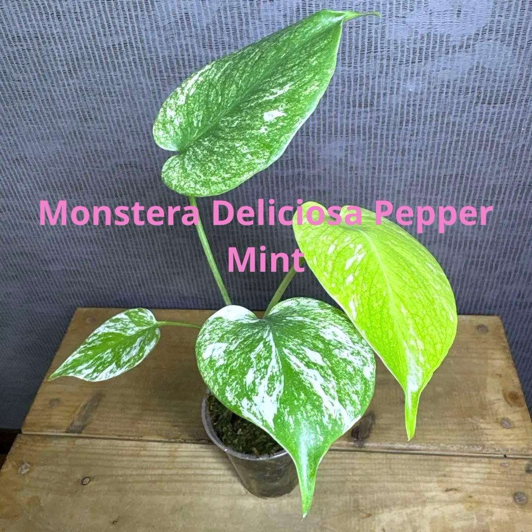 モンステラ　デリシオーサ　ぺパーミント