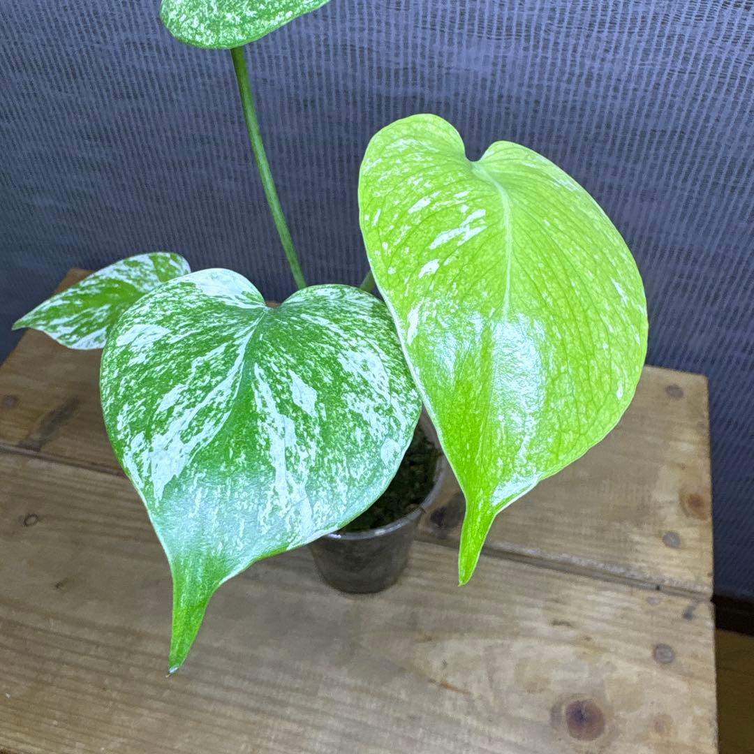 モンステラ　デリシオーサ　ぺパーミント