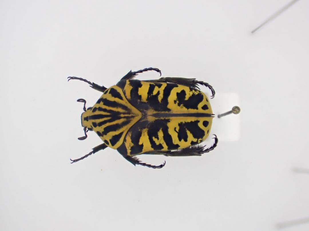 オオトラヒシムネハナムグリ