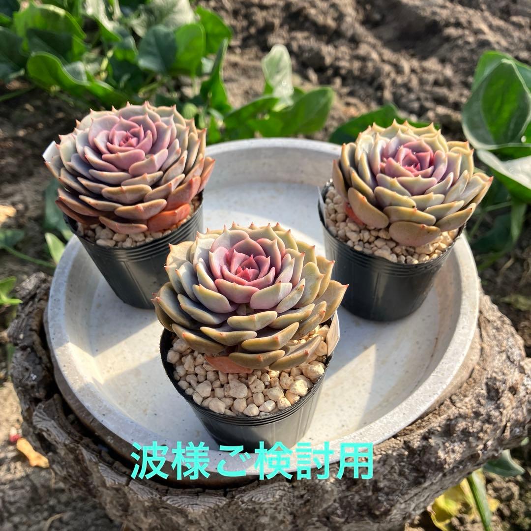 多肉植物　ローラ　抜き苗