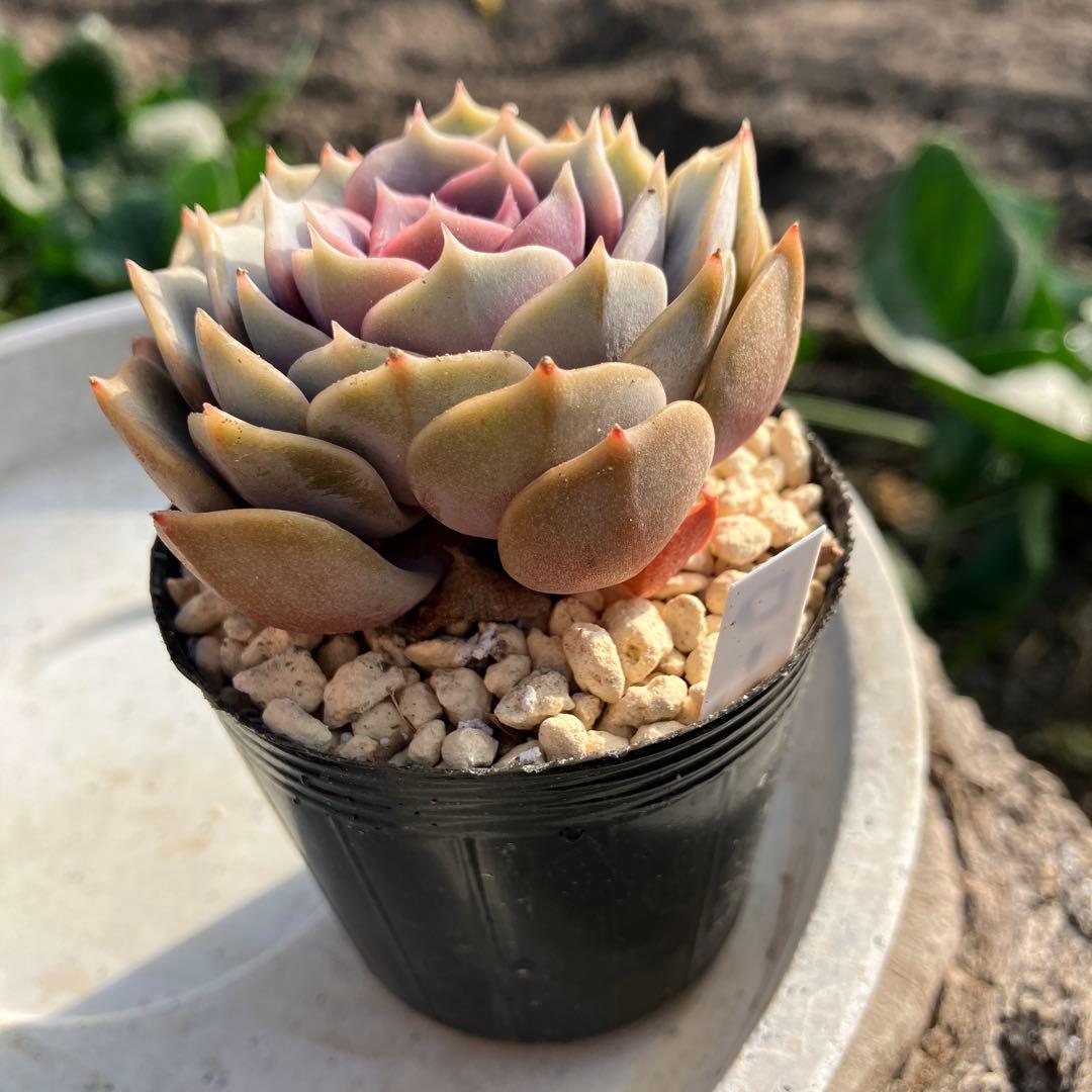 多肉植物　ローラ　抜き苗