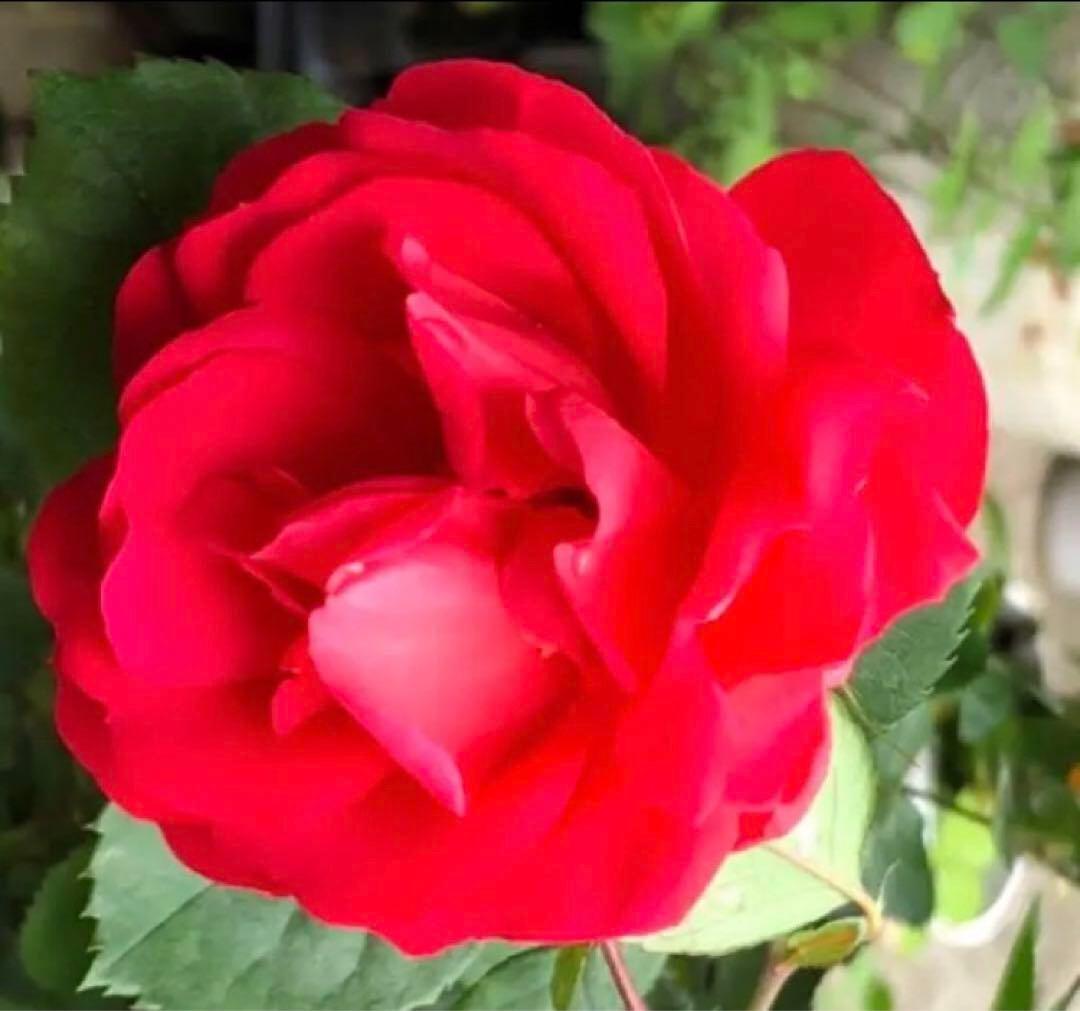 チェリーポニカ薔薇