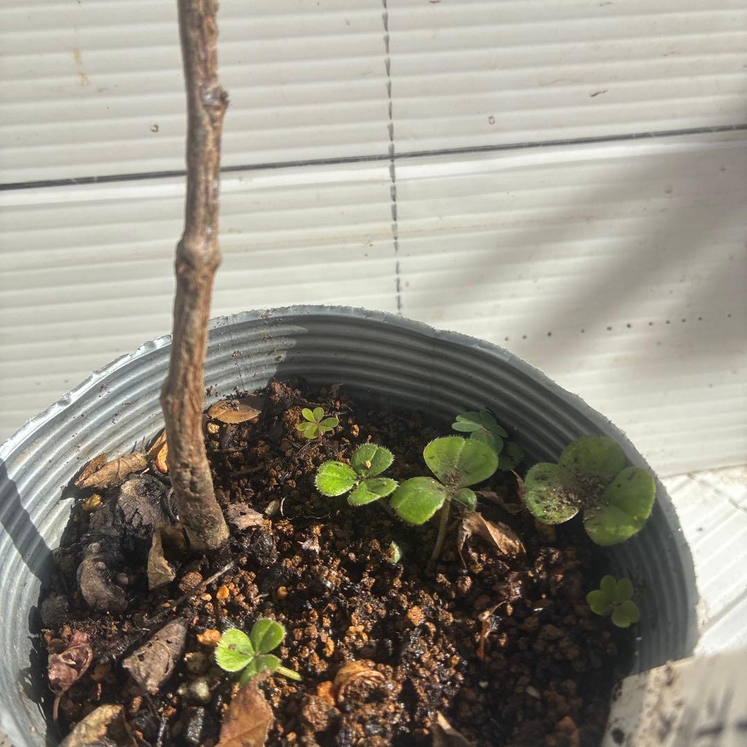 チェリーポニカ薔薇