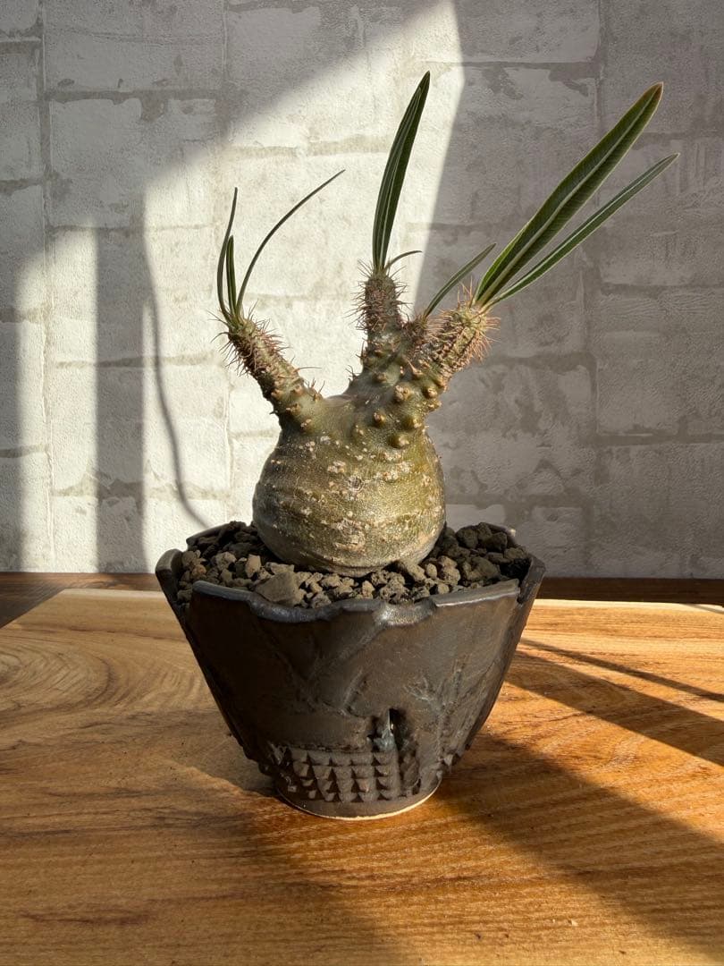 パキポディウム　グラキリス　発根済み　良株