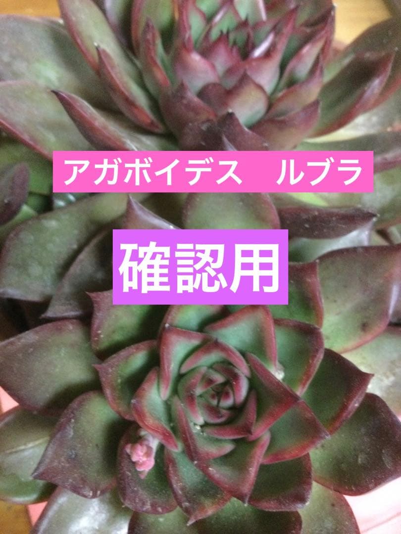 多肉植物　アガボイデス　ルブラ