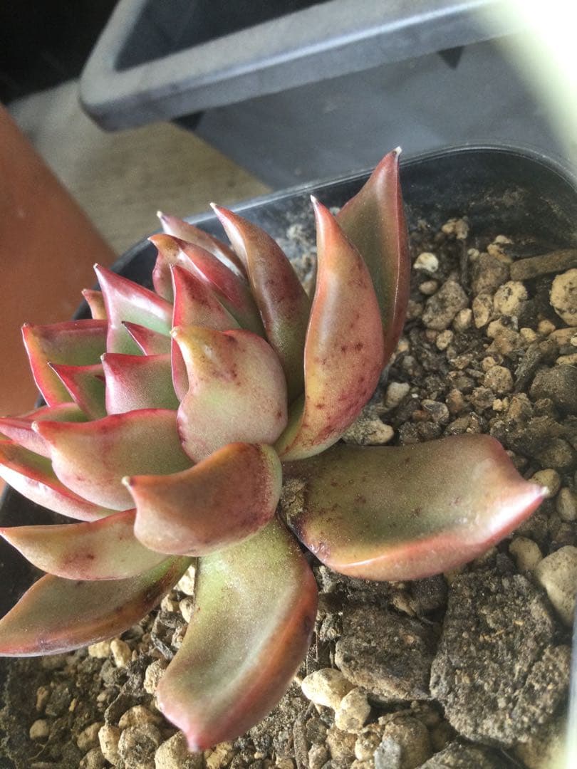 多肉植物　アガボイデス　ルブラ