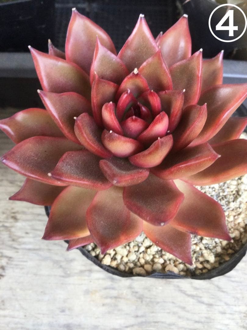 多肉植物　アガボイデス　ルブラ