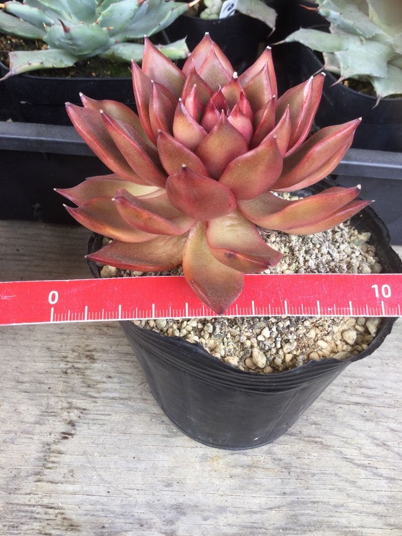 多肉植物　アガボイデス　ルブラ