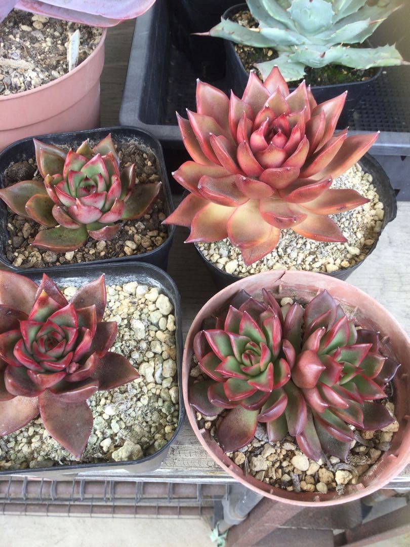 多肉植物　アガボイデス　ルブラ