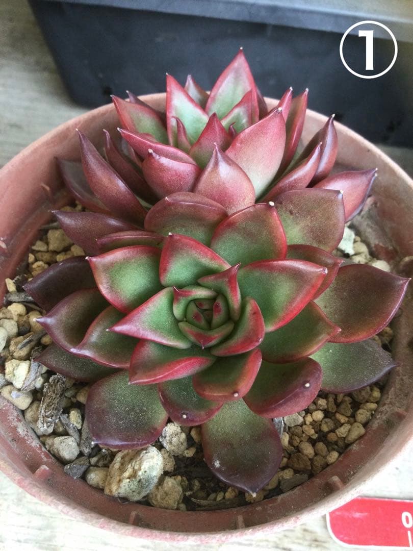 多肉植物　アガボイデス　ルブラ