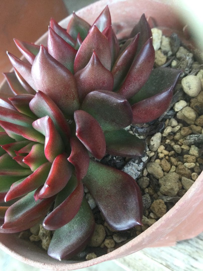 多肉植物　アガボイデス　ルブラ