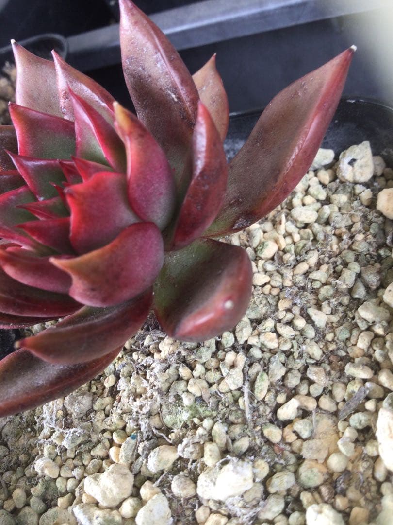 多肉植物　アガボイデス　ルブラ