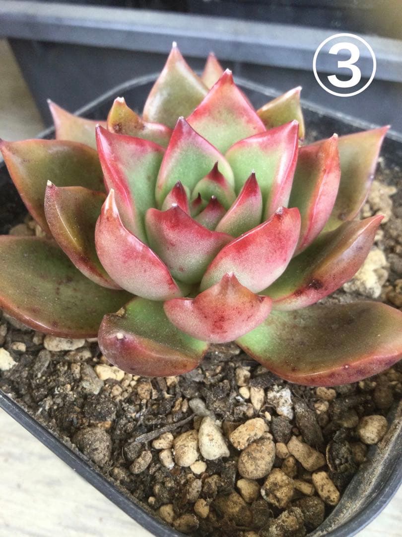 多肉植物　アガボイデス　ルブラ