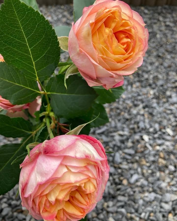 バラ苗　１年苗　調整中　余剰1苗